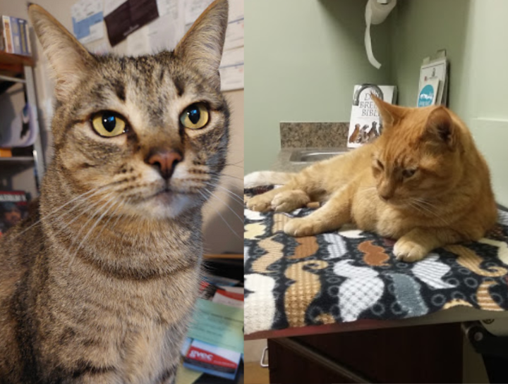 Preventive Care for Cats