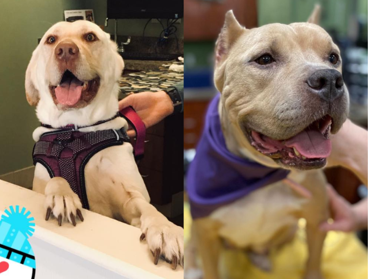 Preventive Care for Dogs