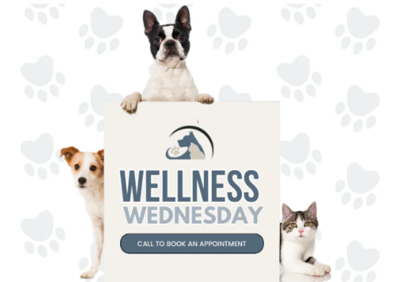 Carousel Slide 4: Introducing Wellness Wednesday! Although we do wellness + primary care at any time, every Wednesday, we set aside exclusive appointment slots for wellness visits with one of our paw-some DVMs.